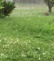 Bulldog Chases Hailstones Like Balls Falling From the Sky