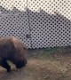 Pair of Bears Play at the Pool
