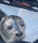 Seal Climbs Aboard Boat Begging for Fish Scraps