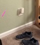 Cat Runs into Wall Chasing Laser