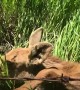 Man Saves Baby Moose Tangled up in Barbwire Fence
