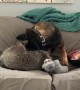 Raccoon and Pooch Play on the Couch