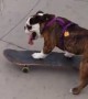 Skateboarding dog is probably better than most humans