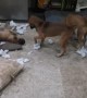 Happy Puppies Make a Mess