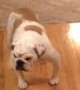Bulldog doesn\'t like hardwood floors, walks on it backwards