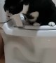 Clever Kitty Uses Toilet