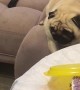 Protective Pug Guards the Cake
