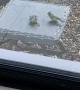 Bird Revived by Friend After Bumping Into Window