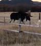 Doggy and Moose Meet at Fence