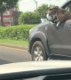 Stylish Dog Enjoys Car Ride on a Sunny Day