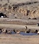 Herd of Elk Frolicking in Pond