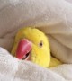Cozy parrot would rather stay in bed all morning