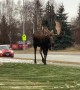 Massive Bull Moose Going for a Stroll