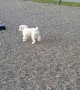 Fast Doggie Chases RC Car