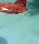 Chicken Relaxing in the Pool