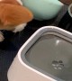Ollie Disapproves of New Water Bowl