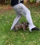 Pug Grabs Onto Mans Pants