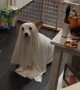 House Haunted by Ghost Doggy
