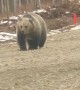 Grizzly Mom Stands in Front of Truck