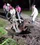 Florida firefighters rescue horse trapped in septic tank