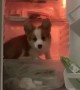 Puppy Cools Off on Fridge Shelf on Hot Days