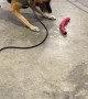 Police Dog Dances for His Toy