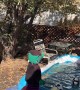 Bear Cub Playing in the Pool