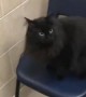 Clumsy cat makes a mess of the vet\'s office