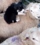 Puppy Playtime with Sheep