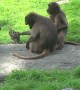 Mother Monkey Holds Baby By the Tail