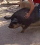 Dude Jumps in on the Hog Rodeo