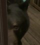 Huge Black Bear Greets Human at the Door