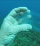 Diver Finds Jelly-Like Species while Diving in Gozo.