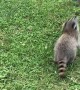 Pet Raccoon Plays with Ball in Backyard