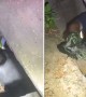 Firefighters rescue kitten from storm drain in Florida Panhandle