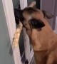 Doggy Carrying Stick Can't Fit Through Door