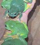 Magnificent Treefrogs