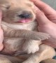 2 Week Old Pupper Gets a Head Massage