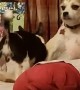 Terrier Not Fond of Chihuahua's Advances