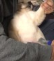 Adorable Puppy is a Professional Napper
