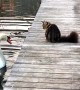 Cat Swats at Swans