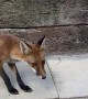 Cat isn't Fond of Sharing Food with Fox