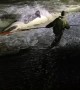 People Work to Rescue Whale