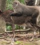 Monkey Violates Deer in Japan