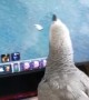 Gamer parrot really wants to be part of the action