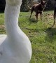 Goose and Dogs have a Discussion