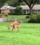Momma Deer Disciplines Naughty Fawn