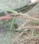 Couple Help Remove Can From Lizards Head