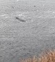 Whales Frolic on Alaskan Shoreline