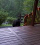 Man Scares Bear Back From Porch